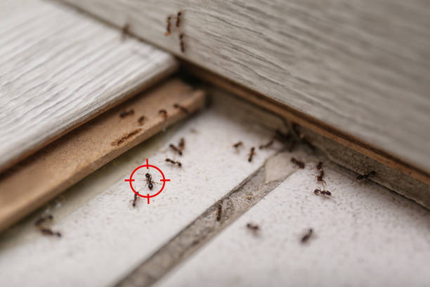 Best Residential Pest Control  in Brookwood, AL