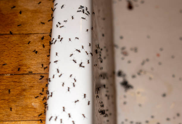 Best Local Pest Control Services  in Brookwood, AL