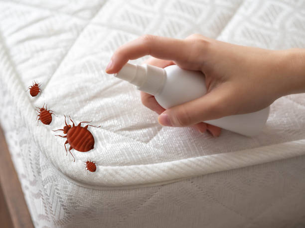 Best Spider Control Near Me  in Brookwood, AL